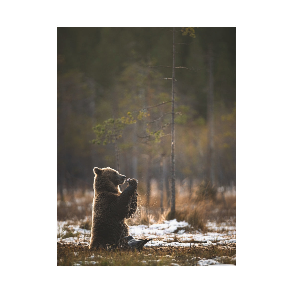 Praying Bear