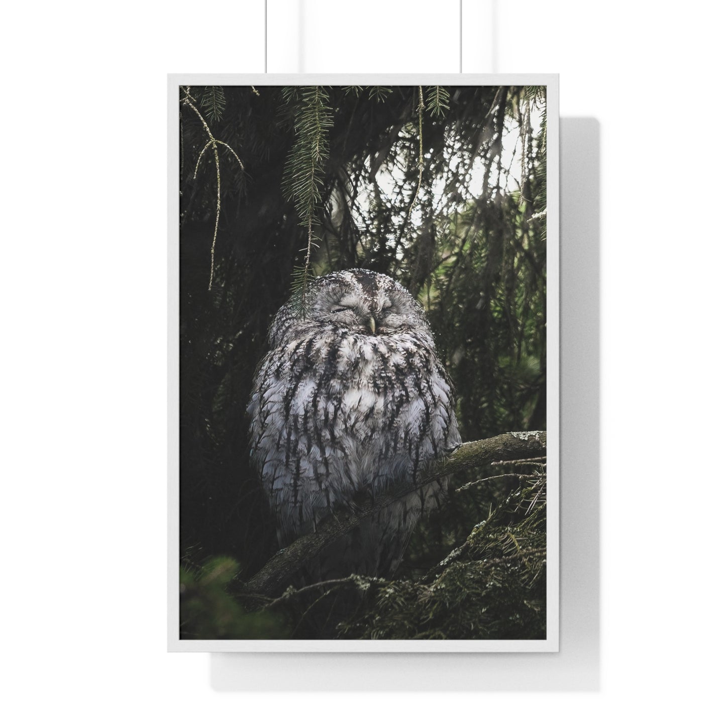 Sleepy Tawny Owl