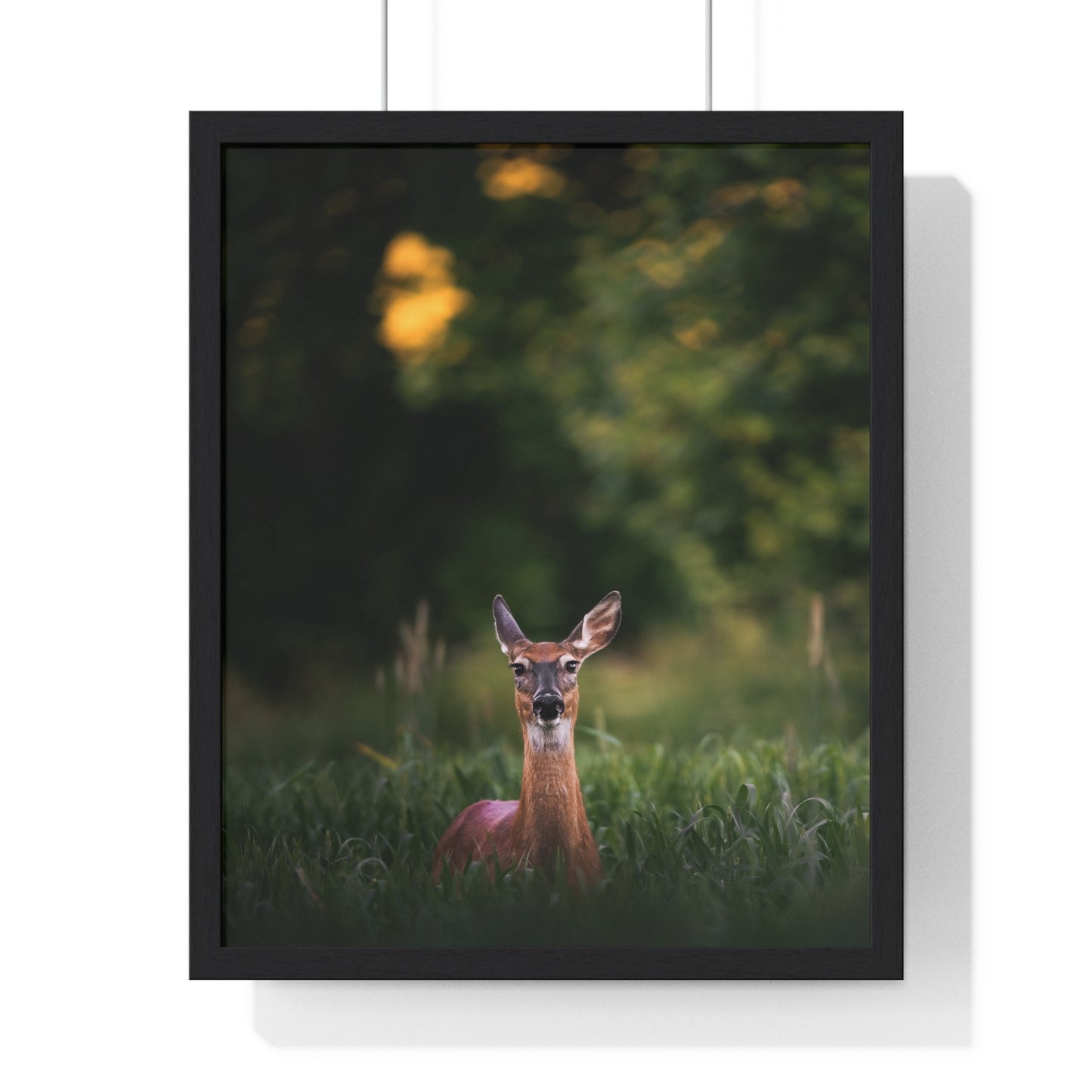 Midsummer Deer
