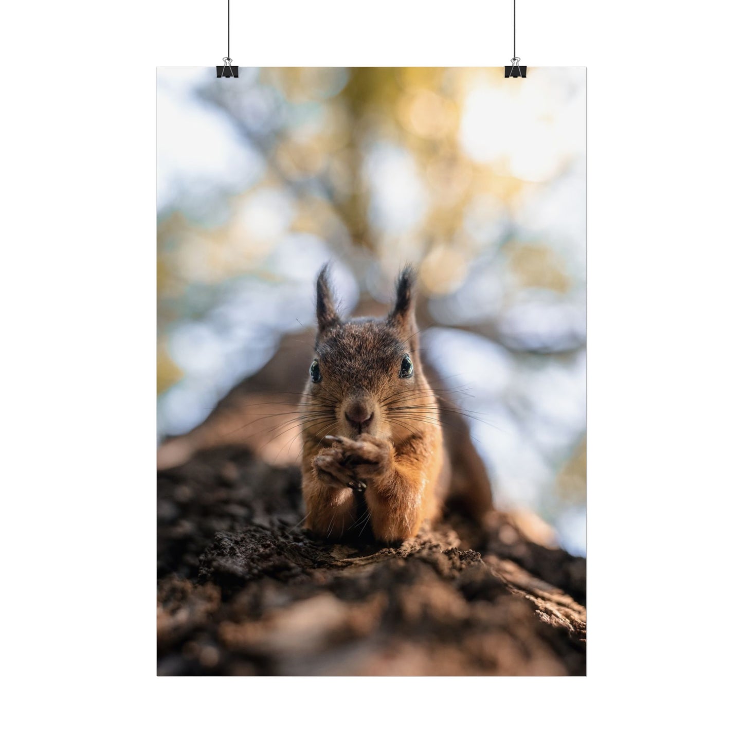 Posing squirrel poster