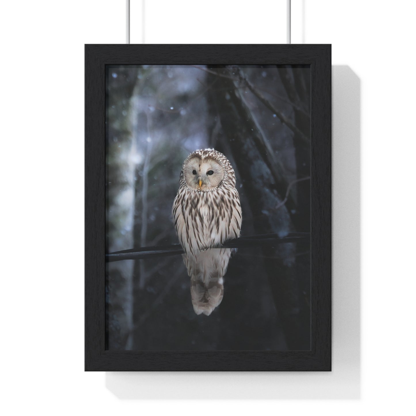 Winter Owl