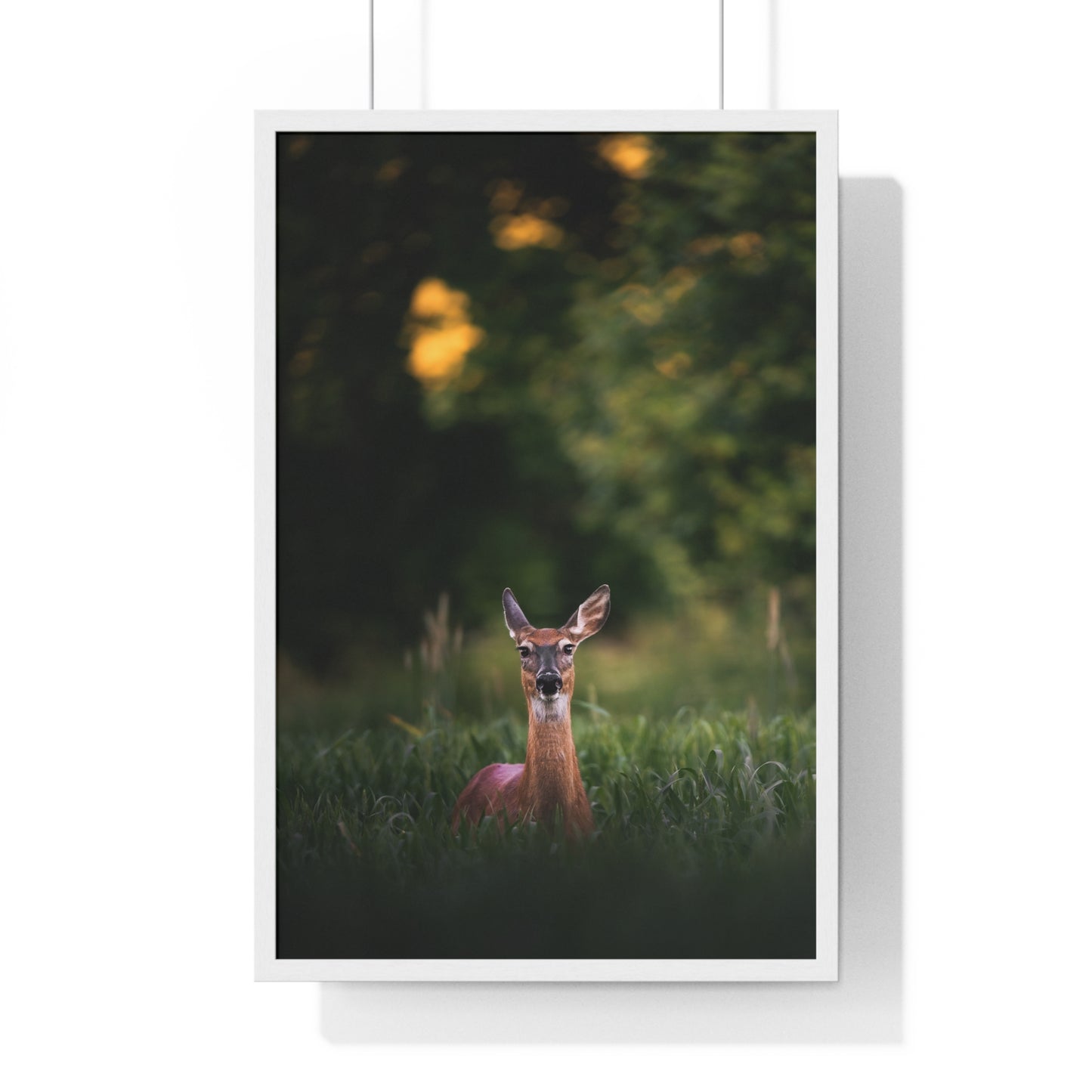 Midsummer Deer