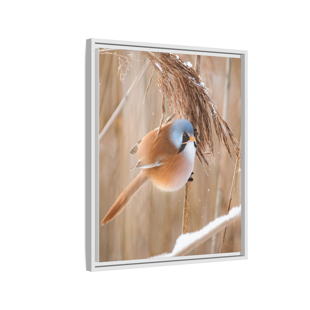 Framed Matte Canvas - Bearded Reedling Bird Photography (Winter Marsh)
