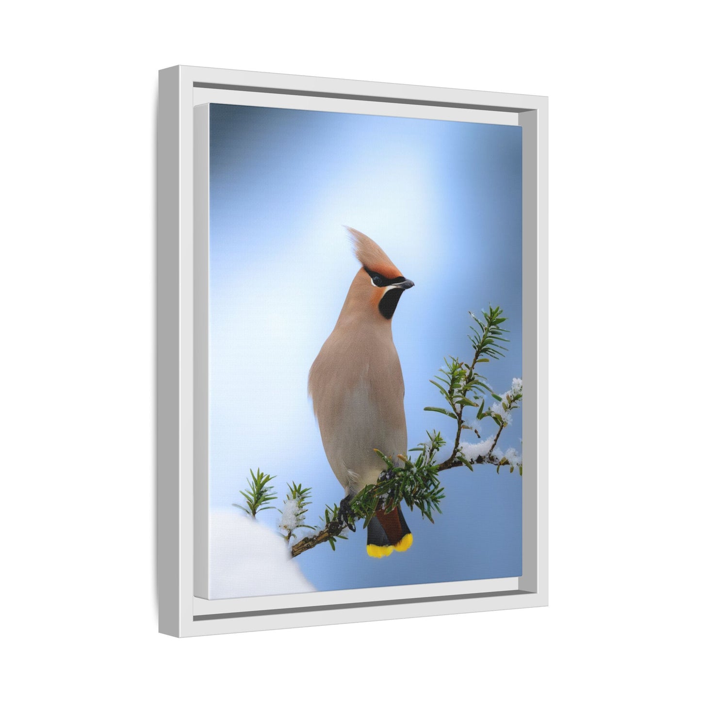Bohemian Waxwing