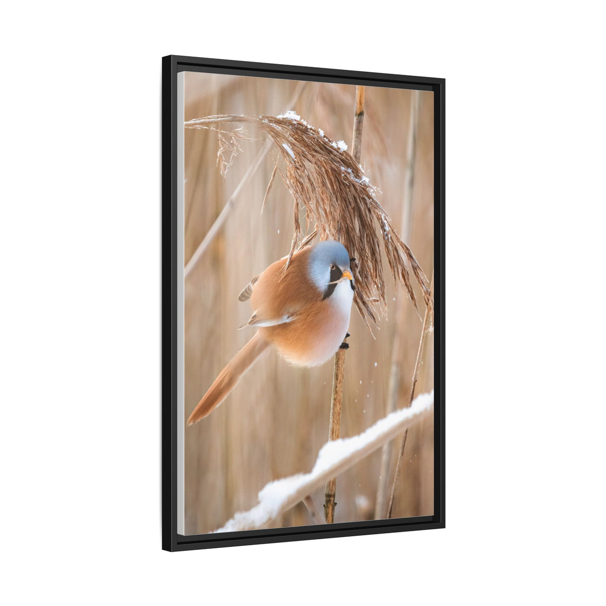 Framed Matte Canvas - Bearded Reedling Bird Photography (Winter Marsh)