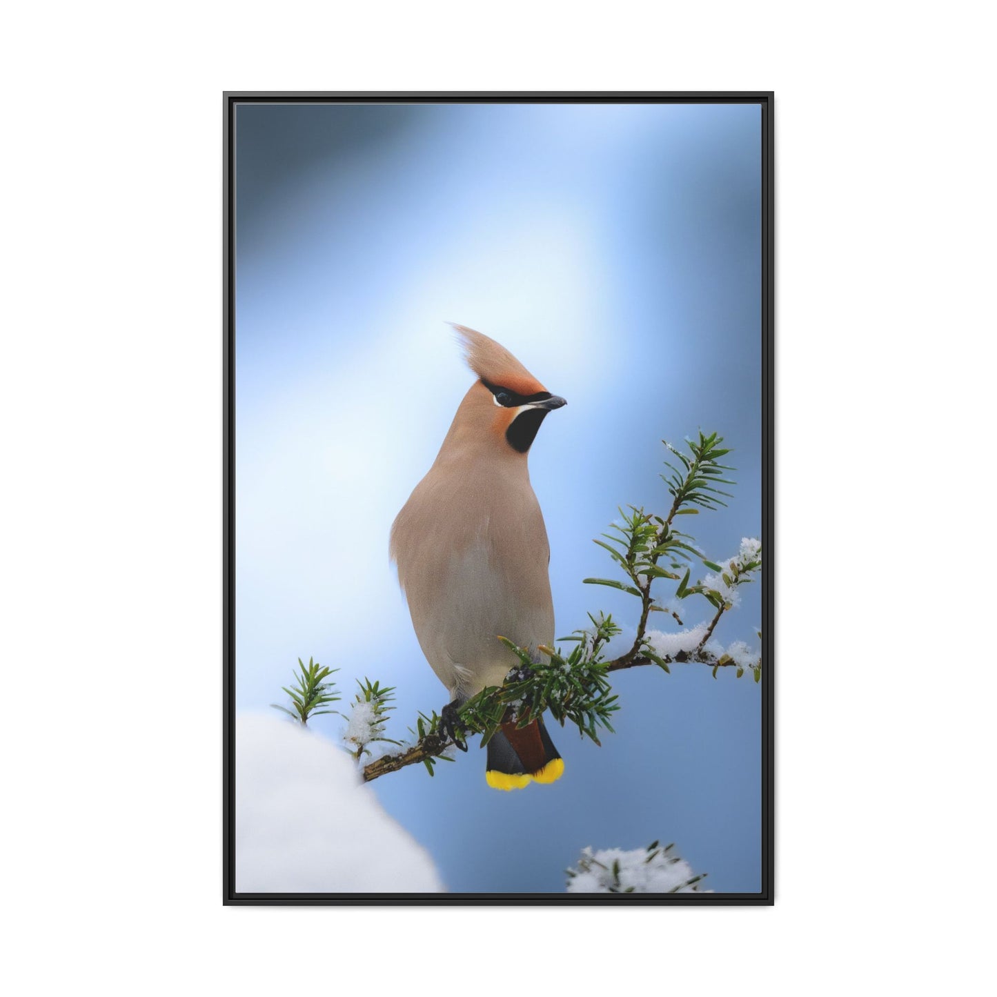 Bohemian Waxwing