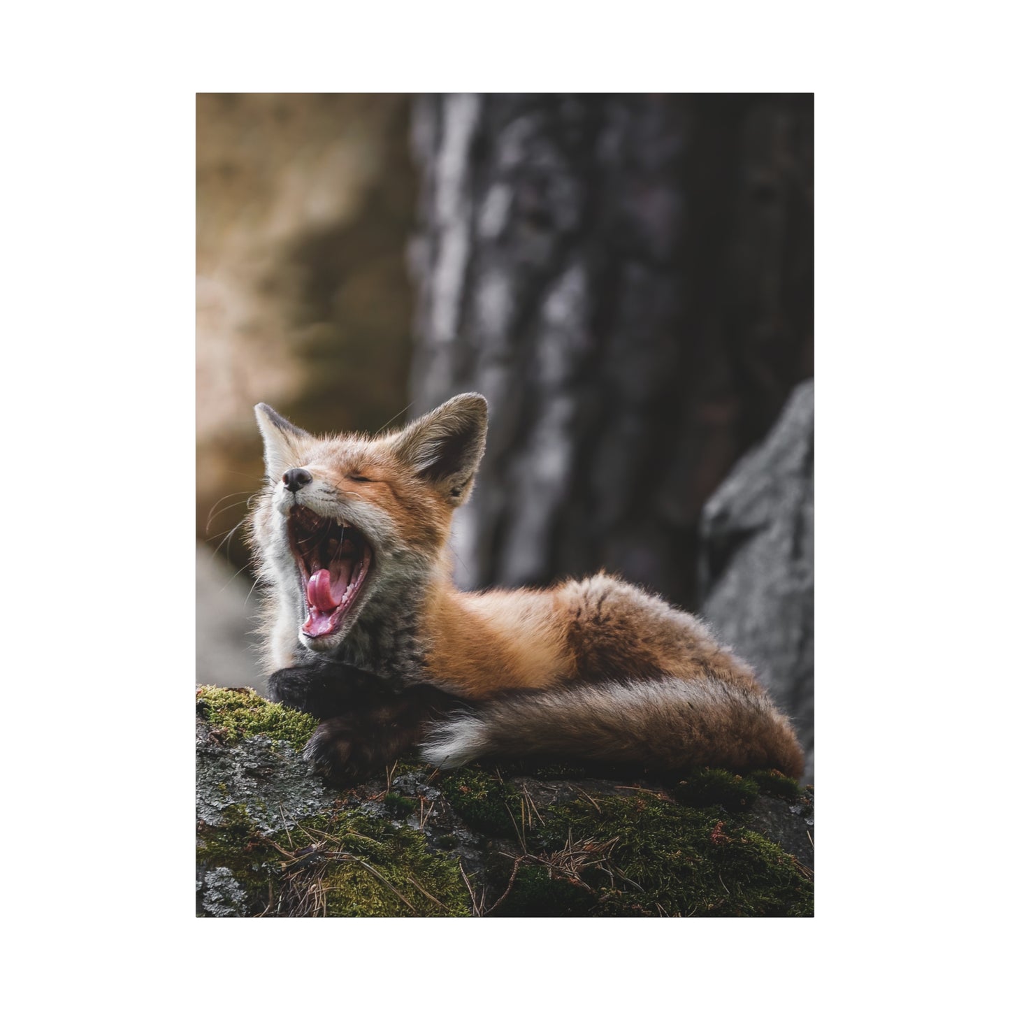 Sleepy fox