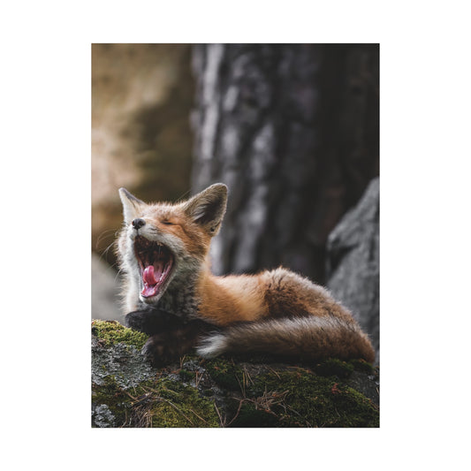 Sleepy fox