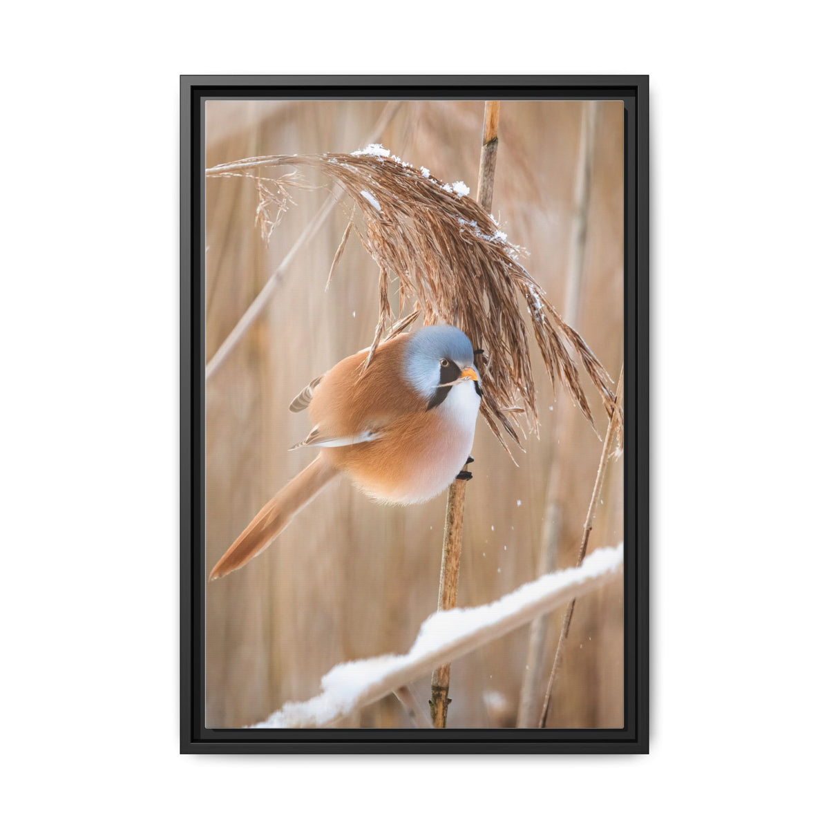 Framed Matte Canvas - Bearded Reedling Bird Photography (Winter Marsh)