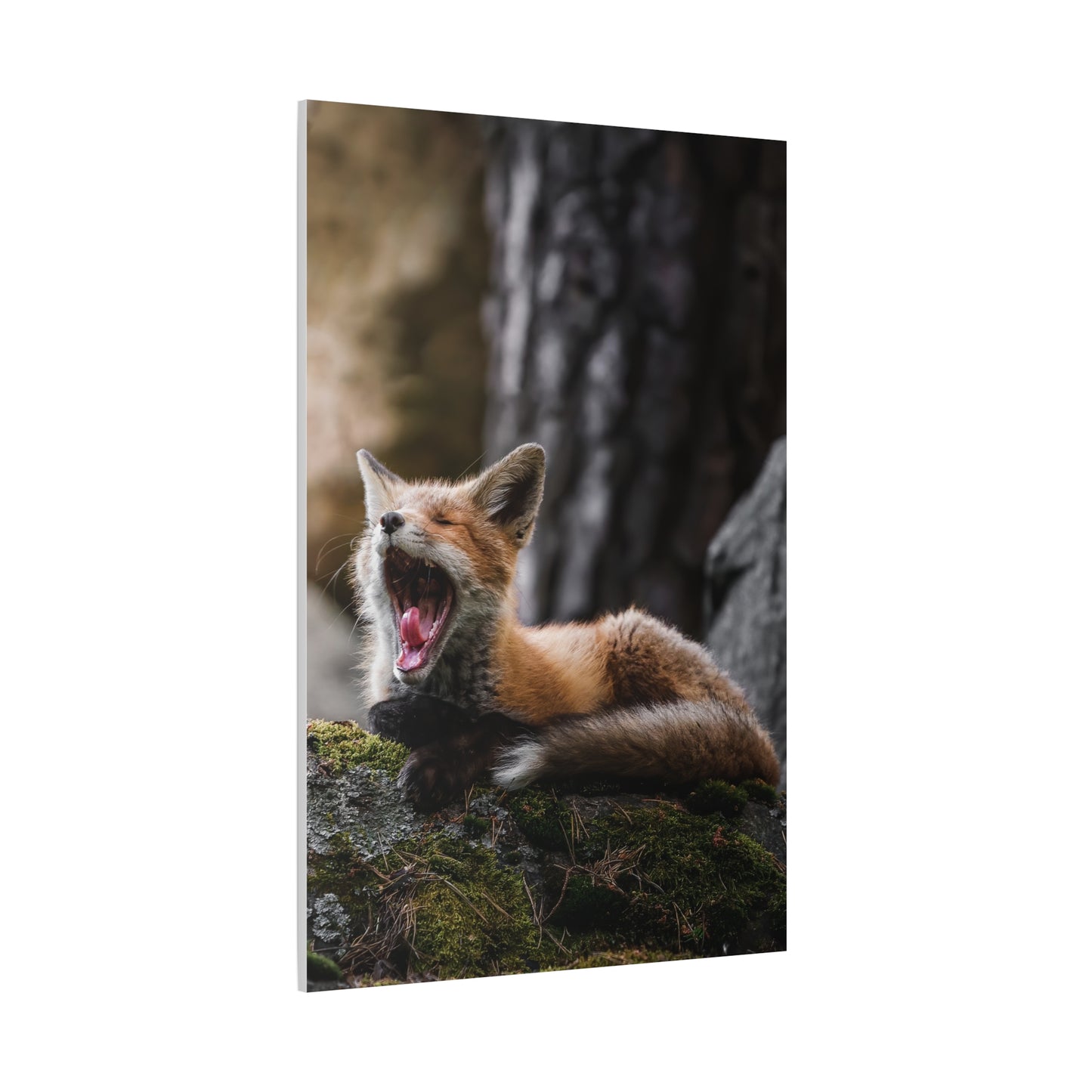 Sleepy fox
