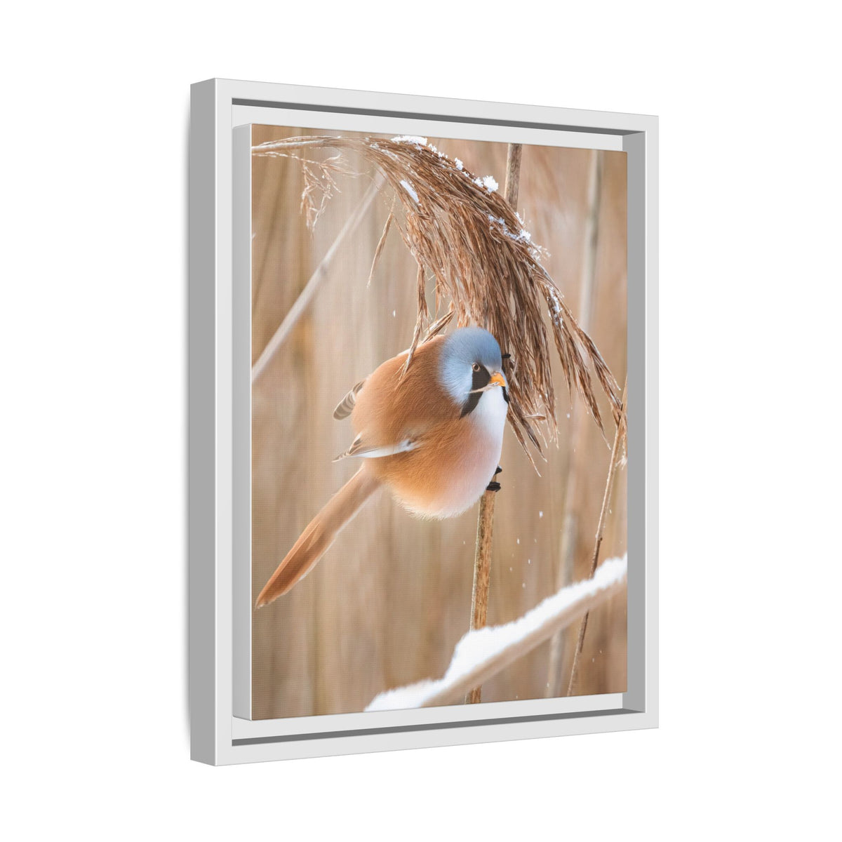 Framed Matte Canvas - Bearded Reedling Bird Photography (Winter Marsh)