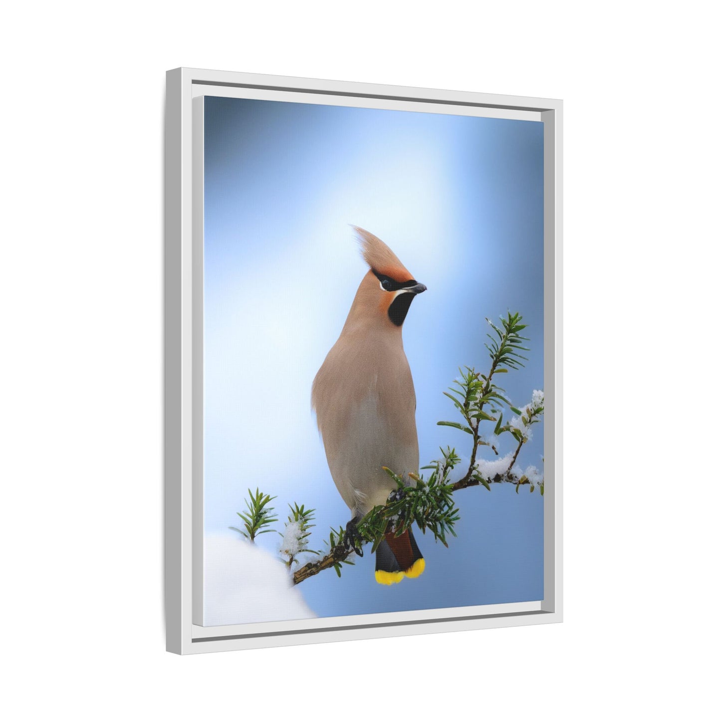 Bohemian Waxwing