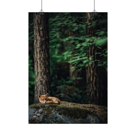 Sleeping fox poster