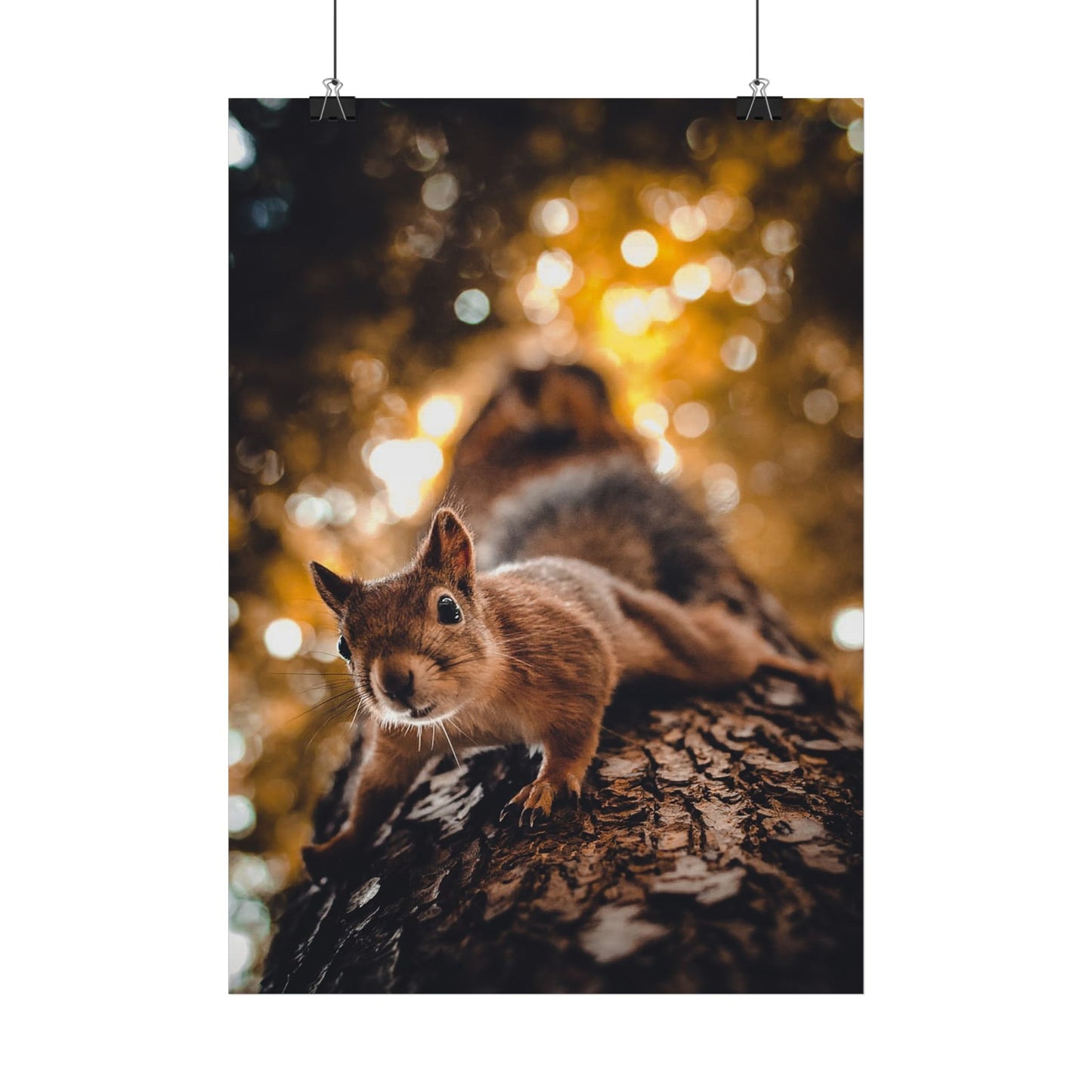 Superhero Squirrel Poster