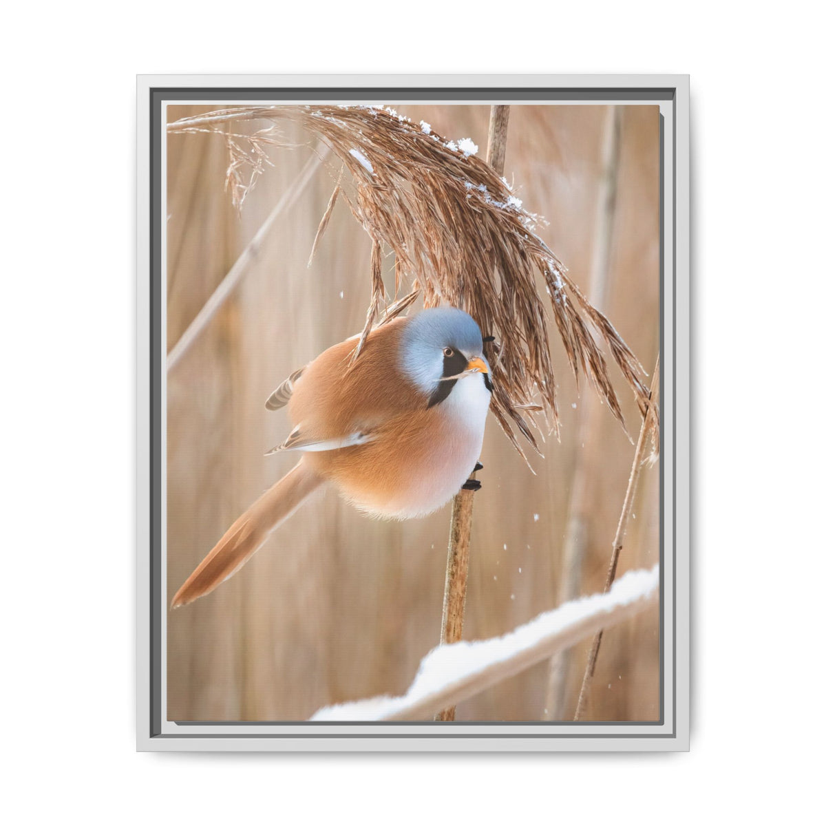 Framed Matte Canvas - Bearded Reedling Bird Photography (Winter Marsh)