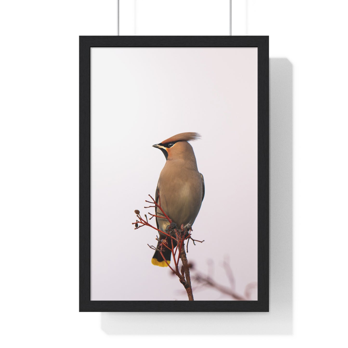 Bohemian Waxwing during sunset