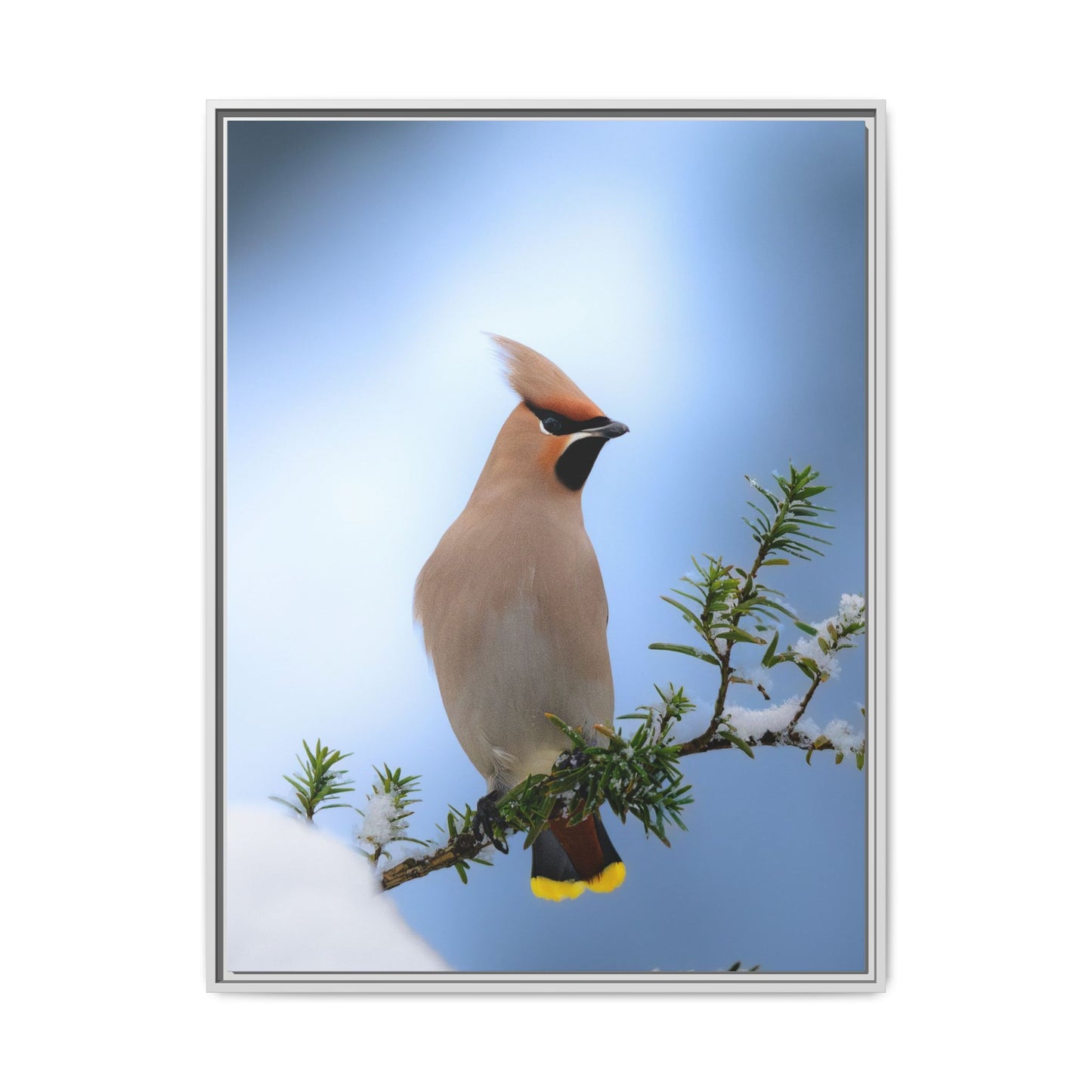 Bohemian Waxwing