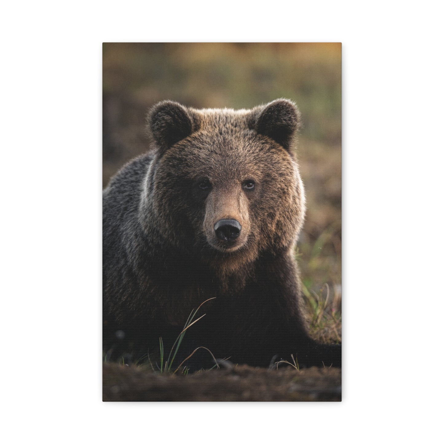 Big ol' teddybear