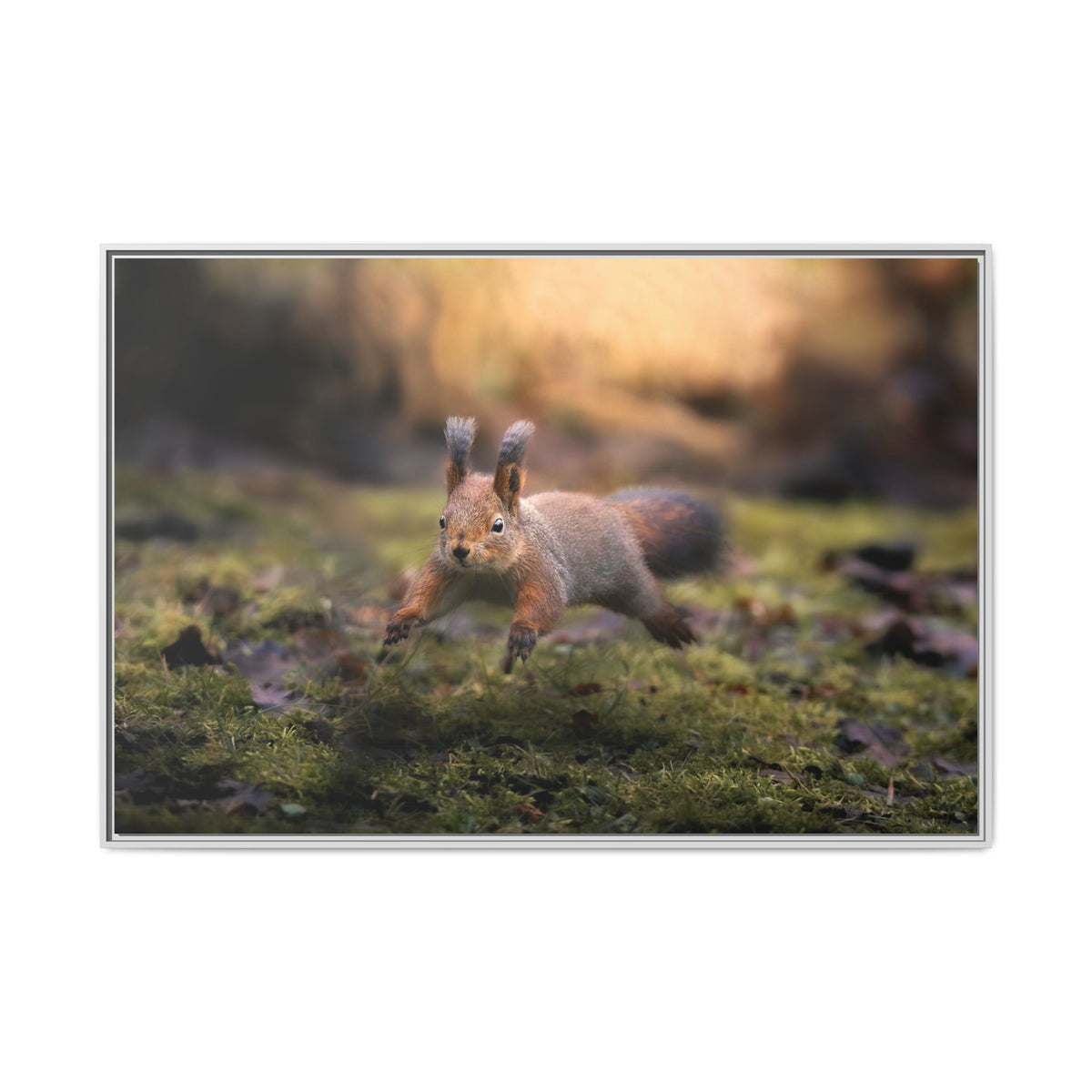 Framed Matte Canvas – Red Squirrel in Mossy Forest Wall Art