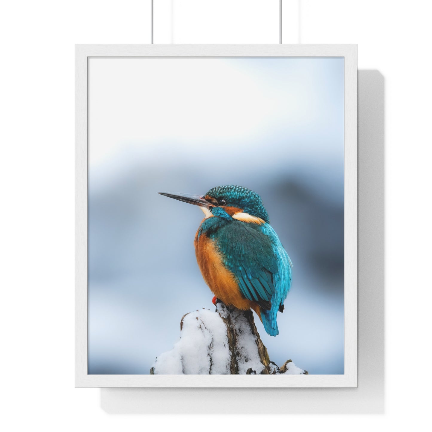 Kingfisher posing