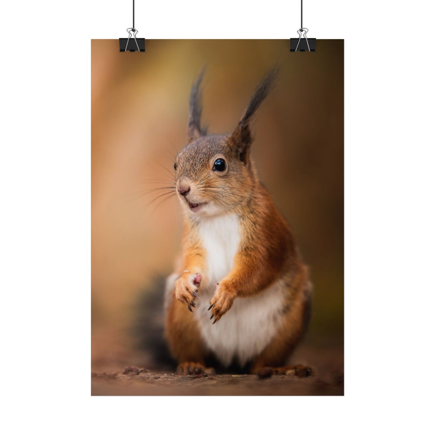 Curious squirrel poster