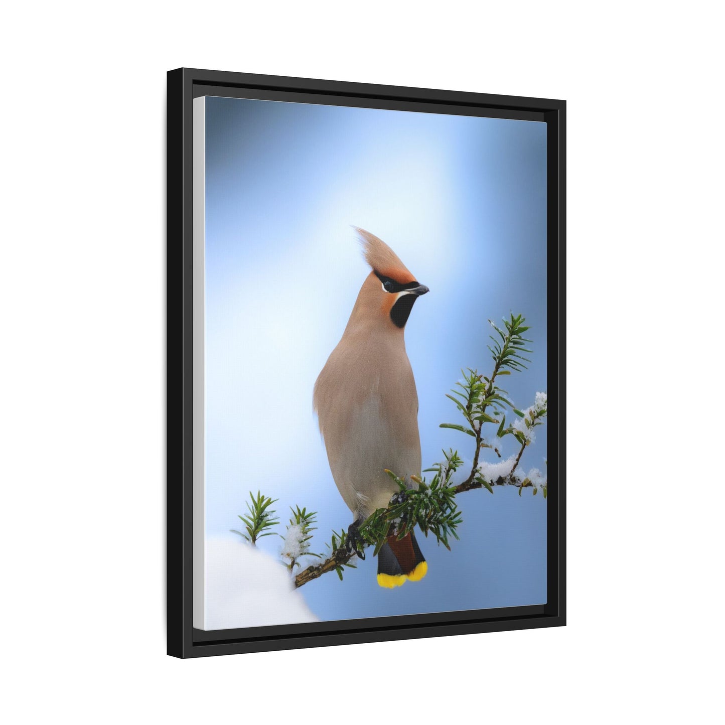 Bohemian Waxwing