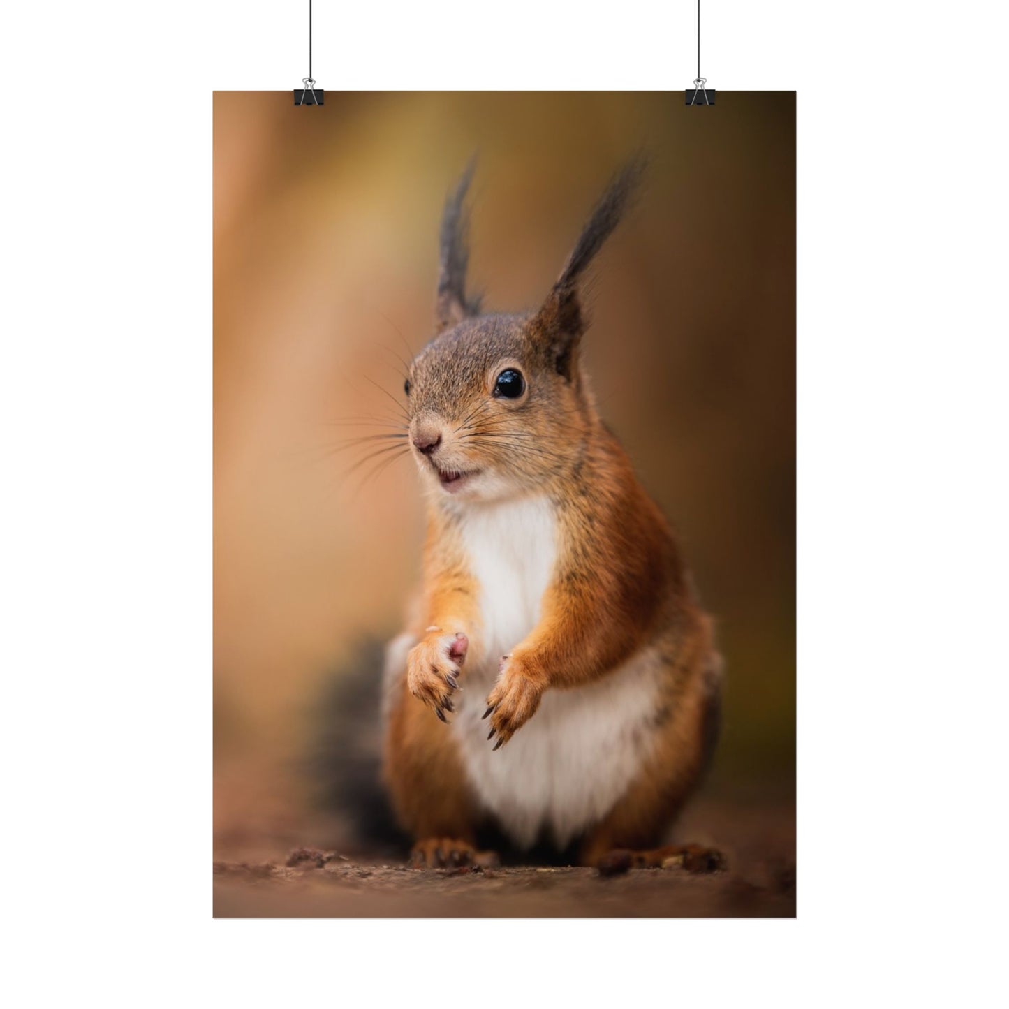 Curious squirrel poster