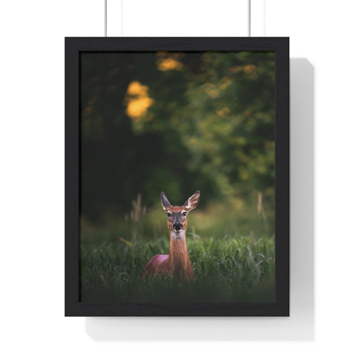 Midsummer Deer