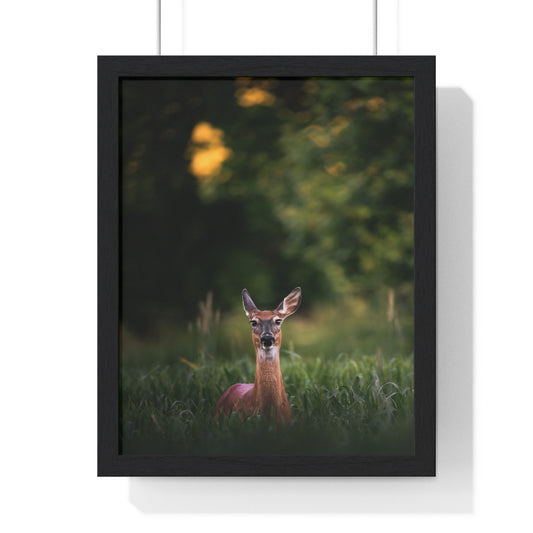 Midsummer Deer
