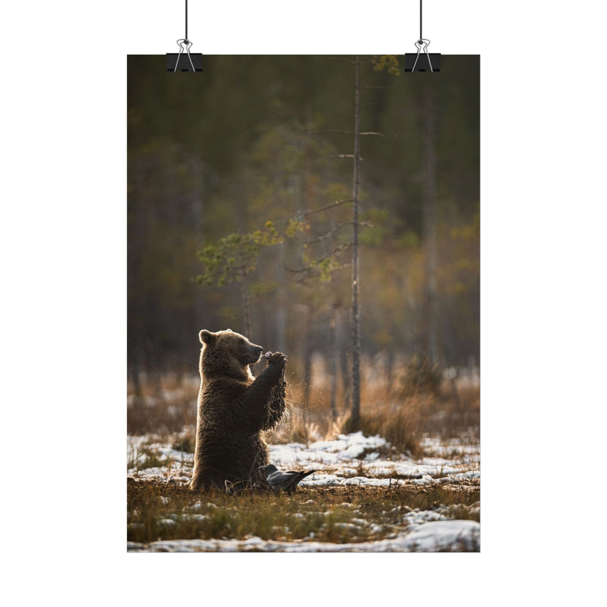 Praying Bear poster