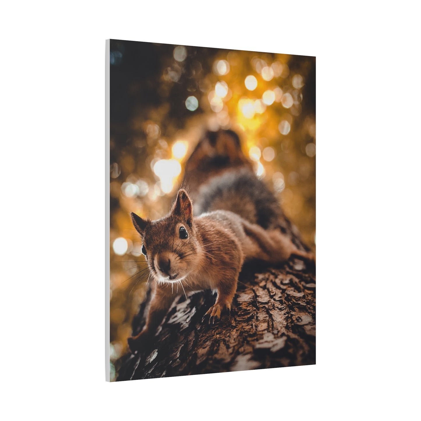 Superhero Squirrel