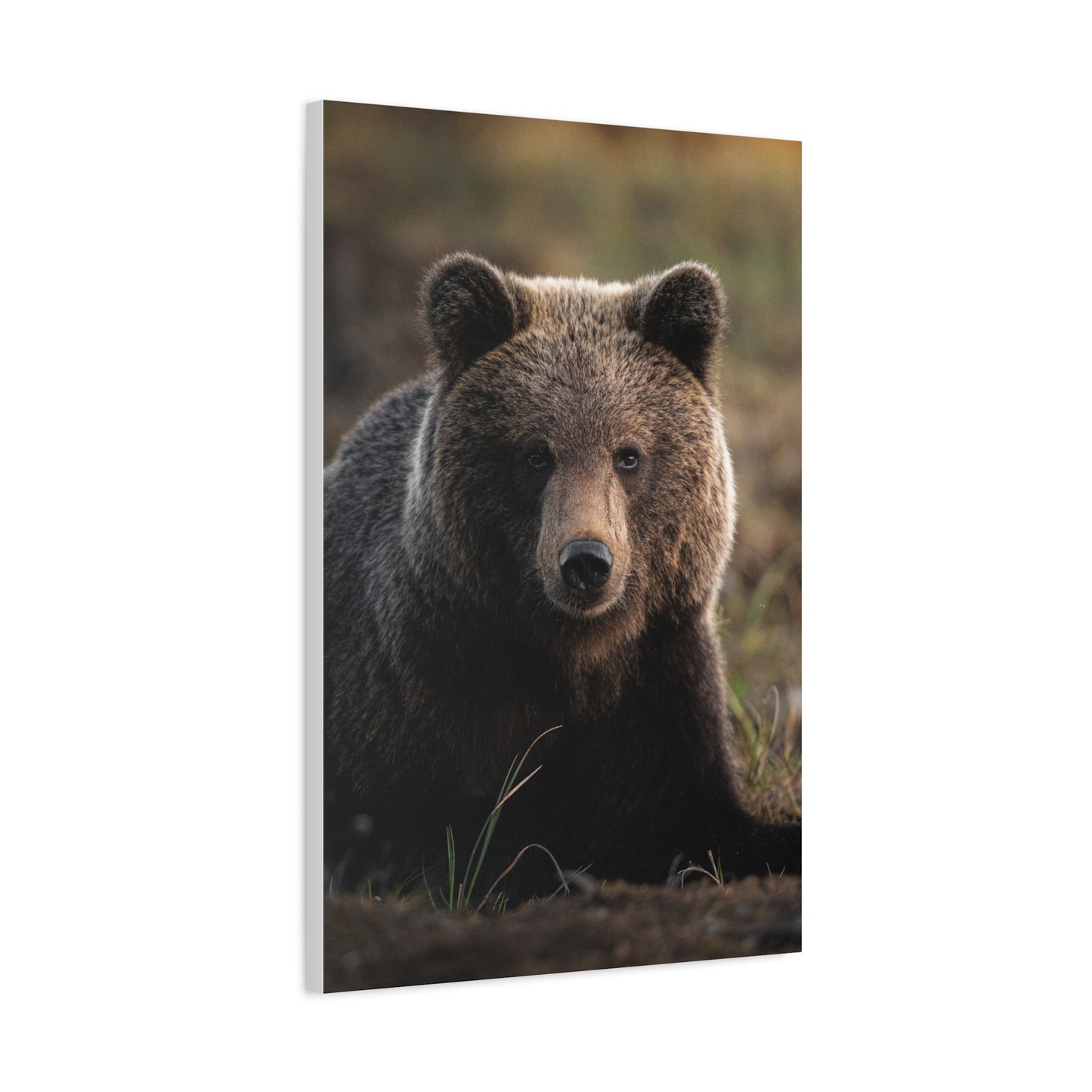 Big ol' teddybear