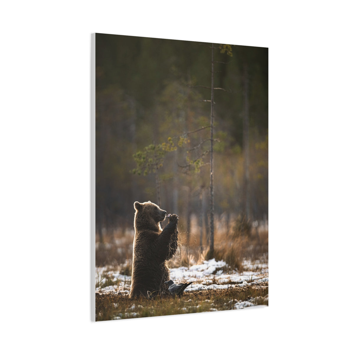 Praying Bear