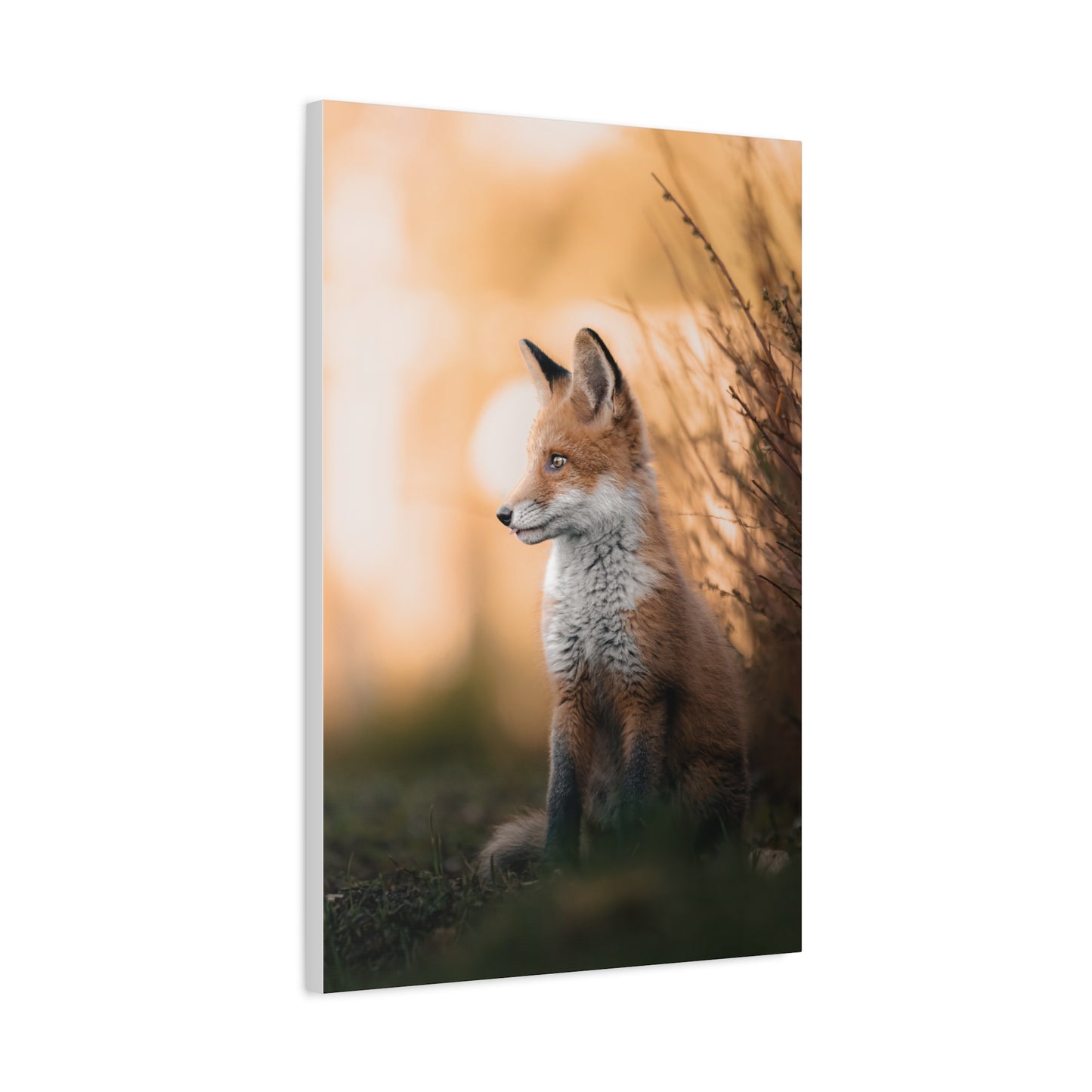 Sunset Fox