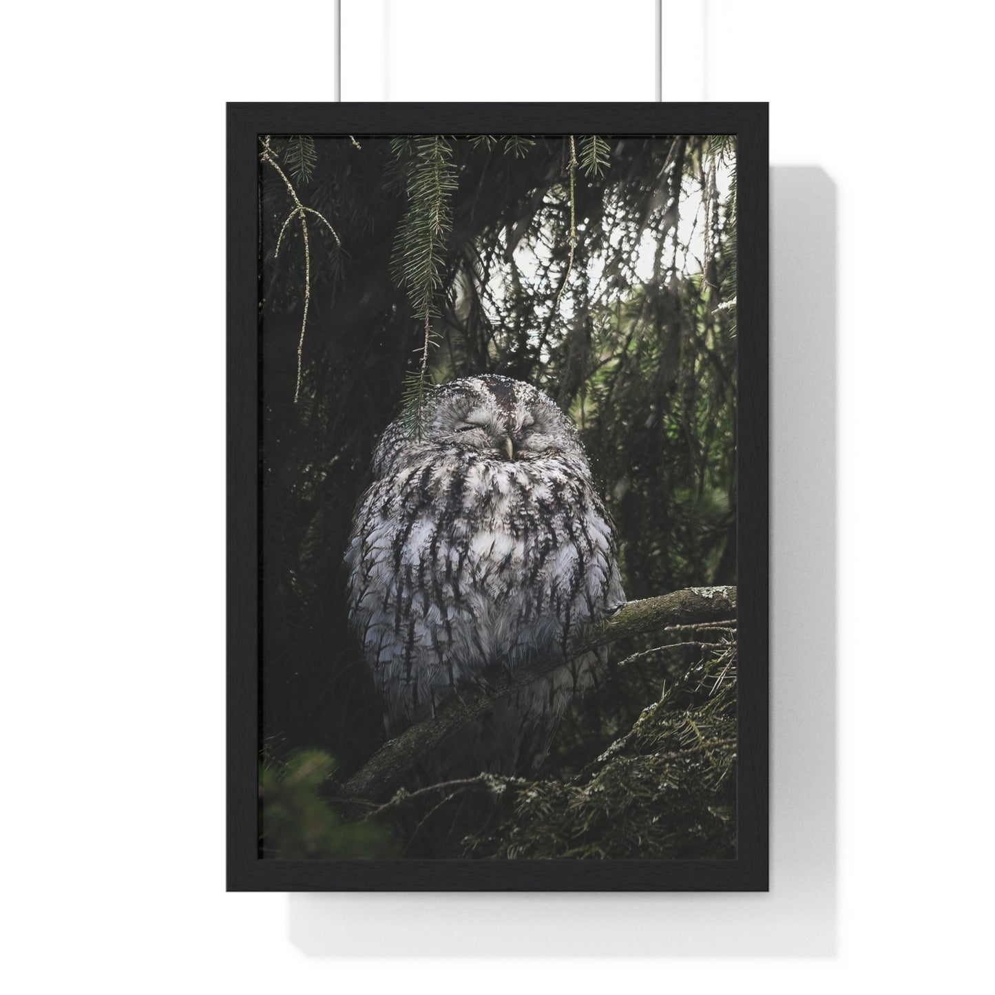 Sleepy Tawny Owl