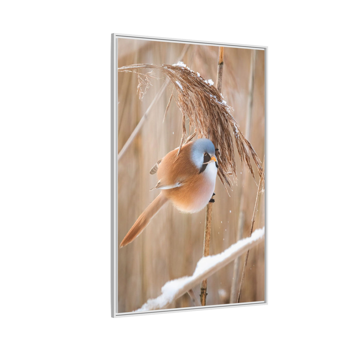 Framed Matte Canvas - Bearded Reedling Bird Photography (Winter Marsh)
