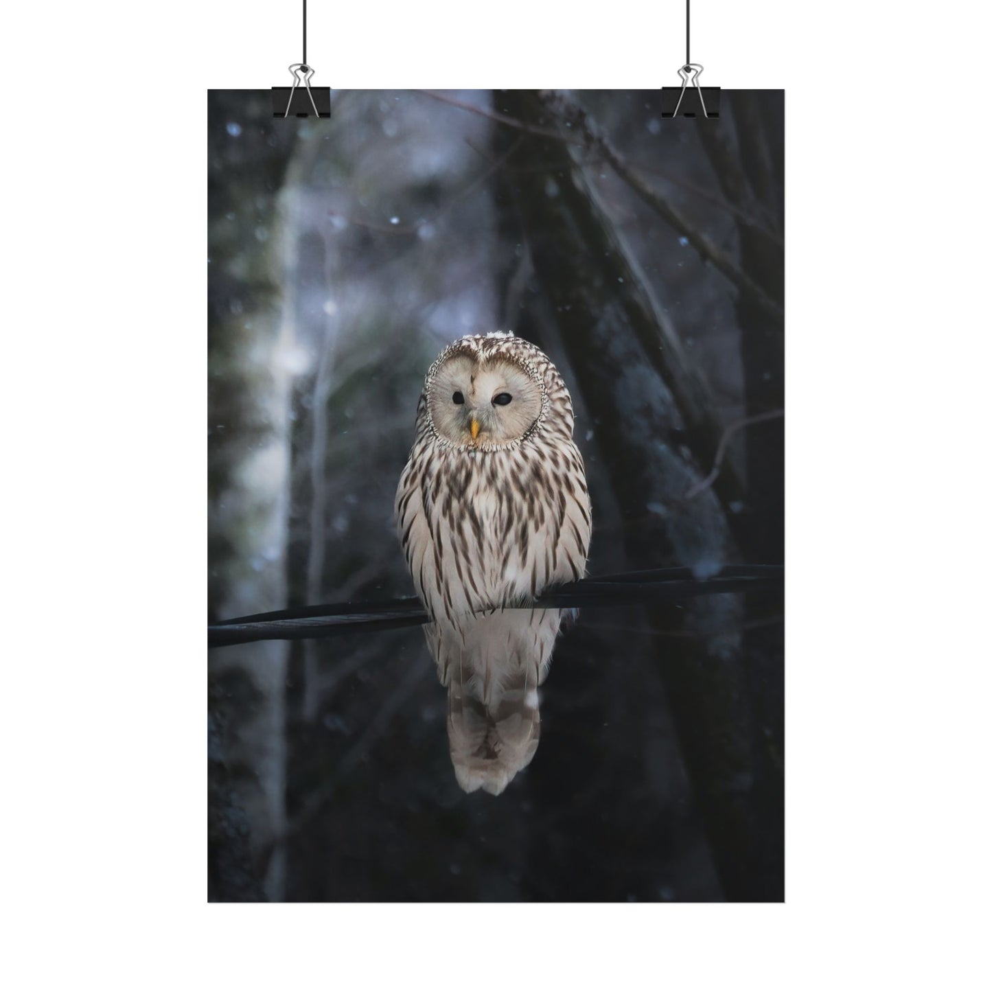 Winter Owl Poster