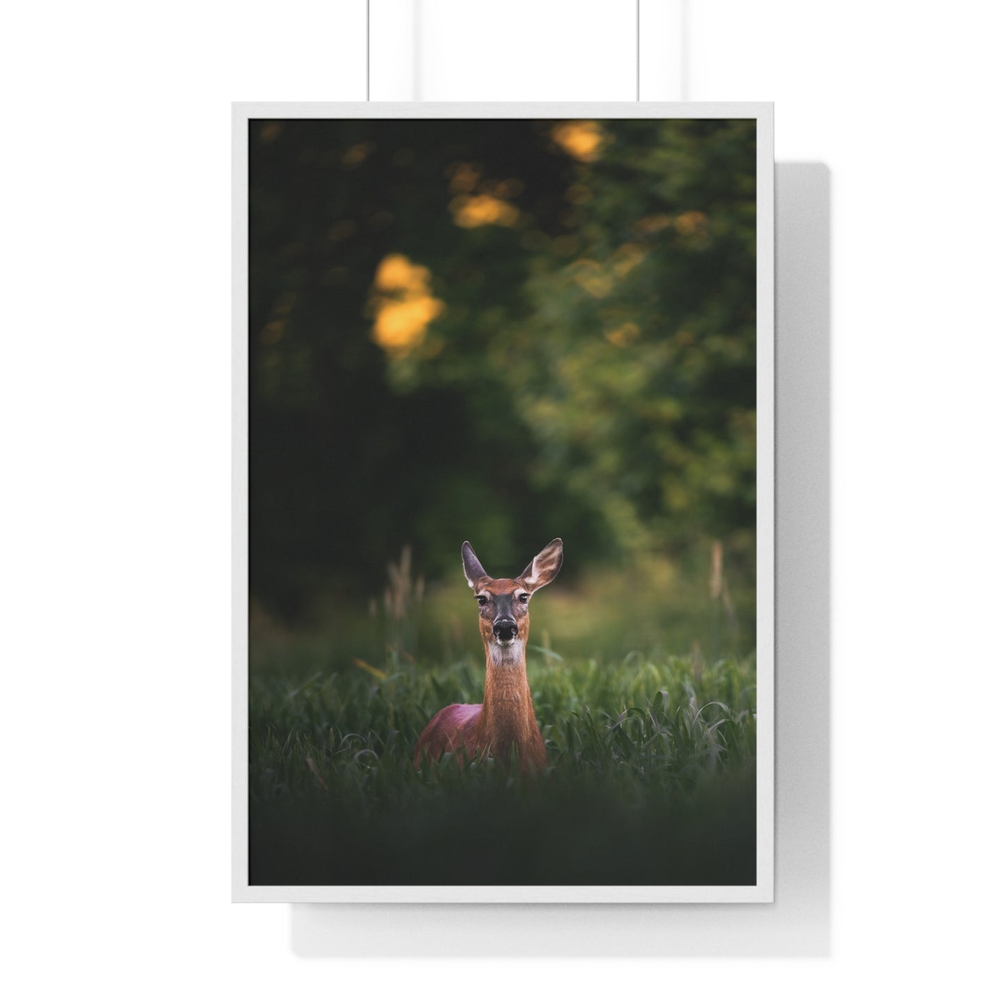 Midsummer Deer