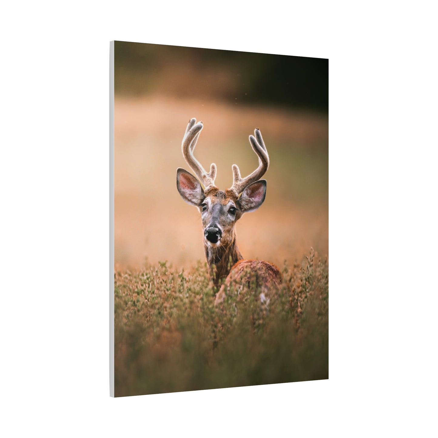 Crown Deer