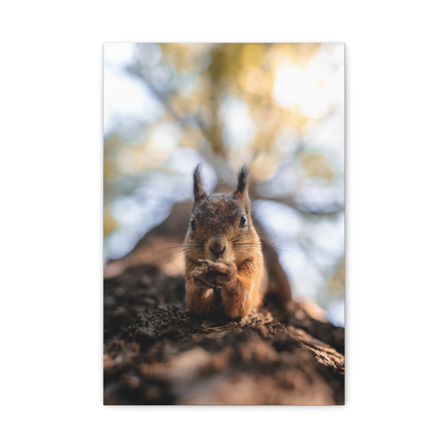 Posing Squirrel