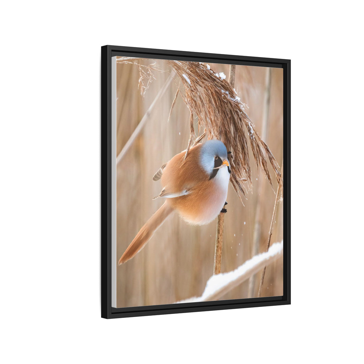 Framed Matte Canvas - Bearded Reedling Bird Photography (Winter Marsh)