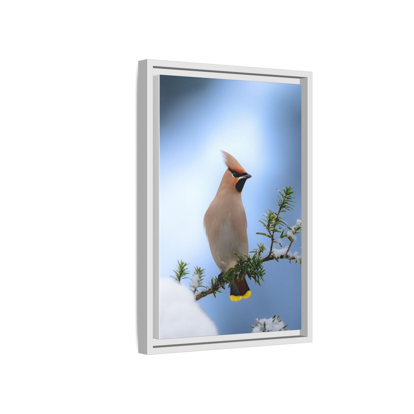 Bohemian Waxwing