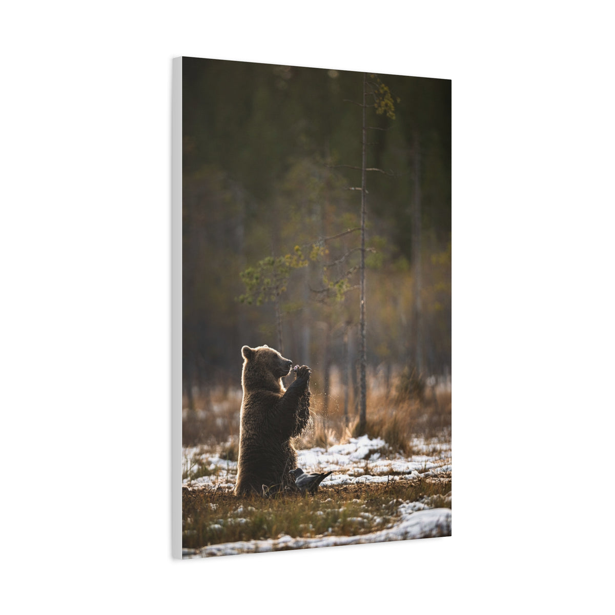 Praying Bear