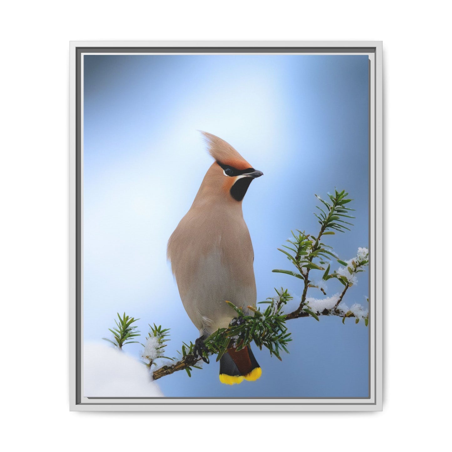 Bohemian Waxwing