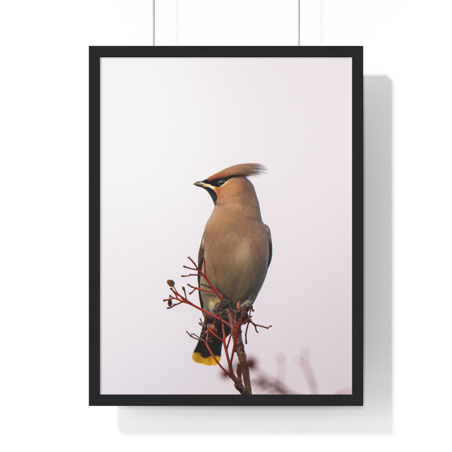 Bohemian Waxwing during sunset