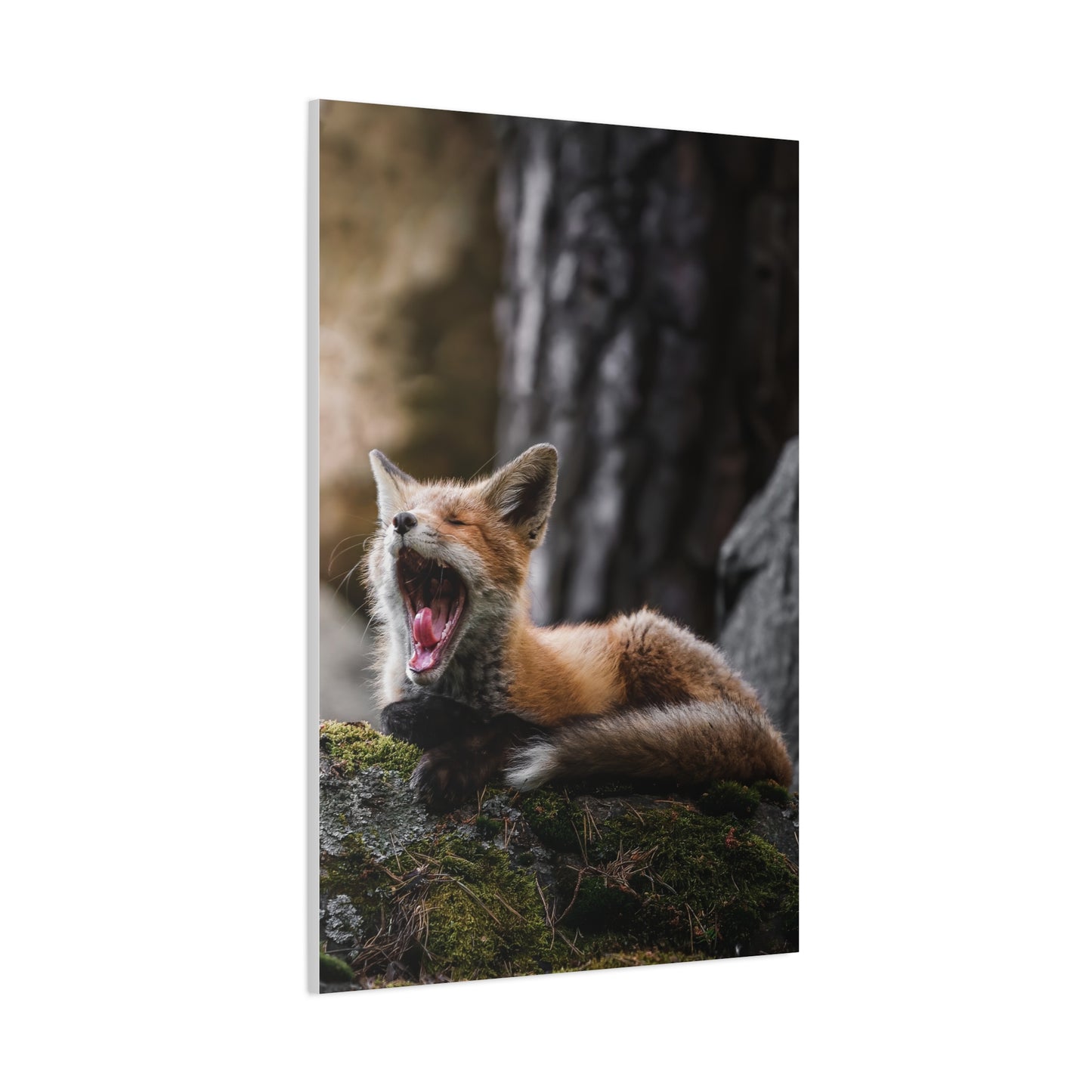 Sleepy fox