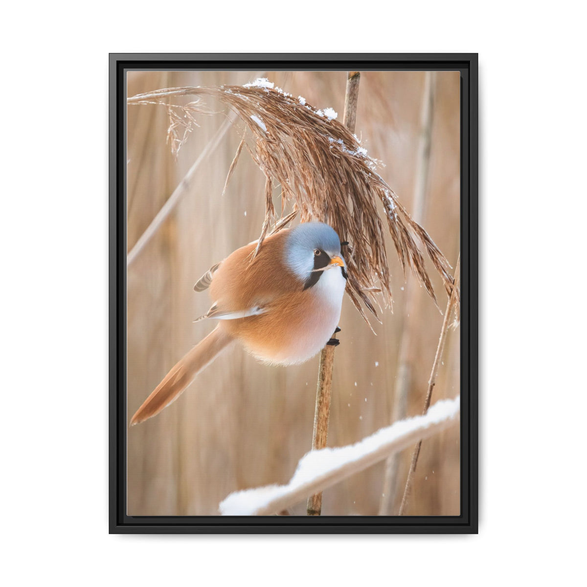 Framed Matte Canvas - Bearded Reedling Bird Photography (Winter Marsh)