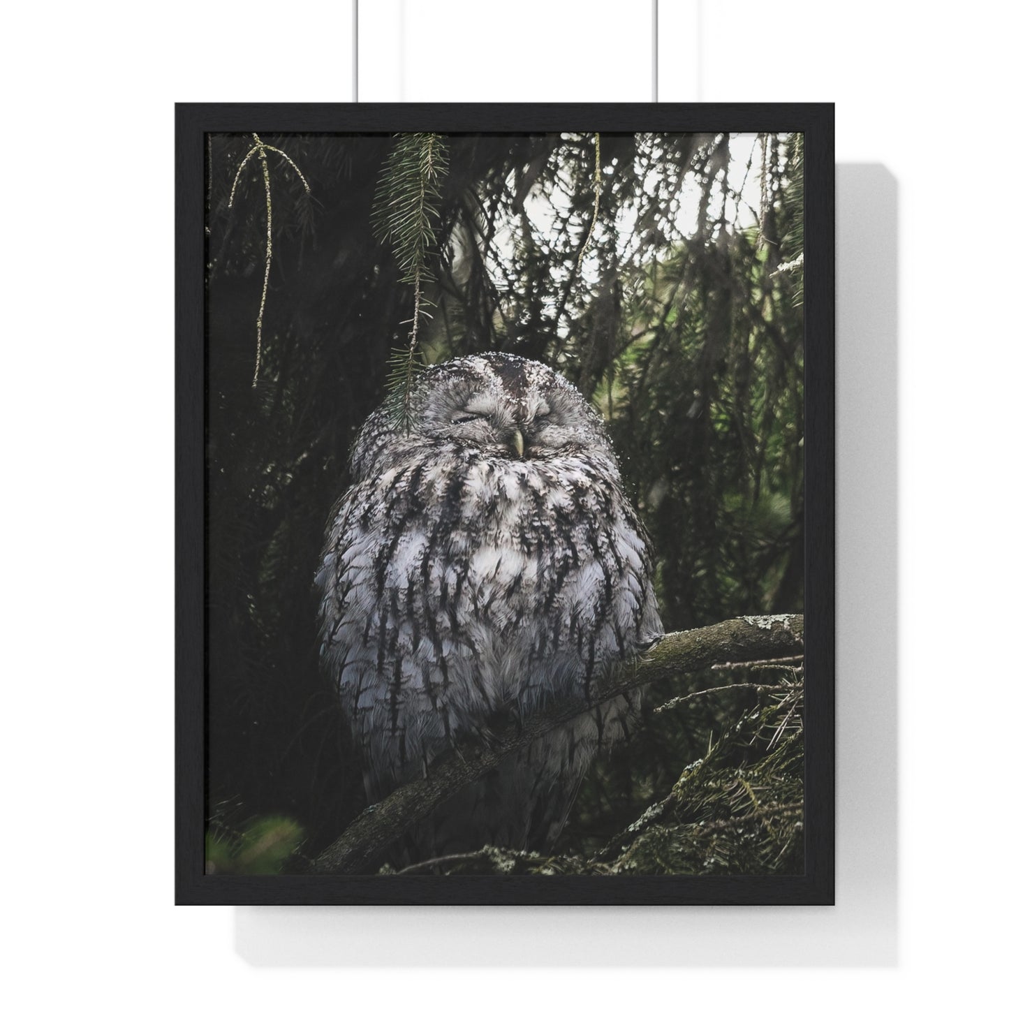 Sleepy Tawny Owl