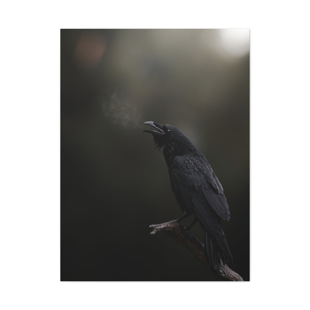 Raven Perched Matte Canvas Wall Art — Moody Dark Nature Photography