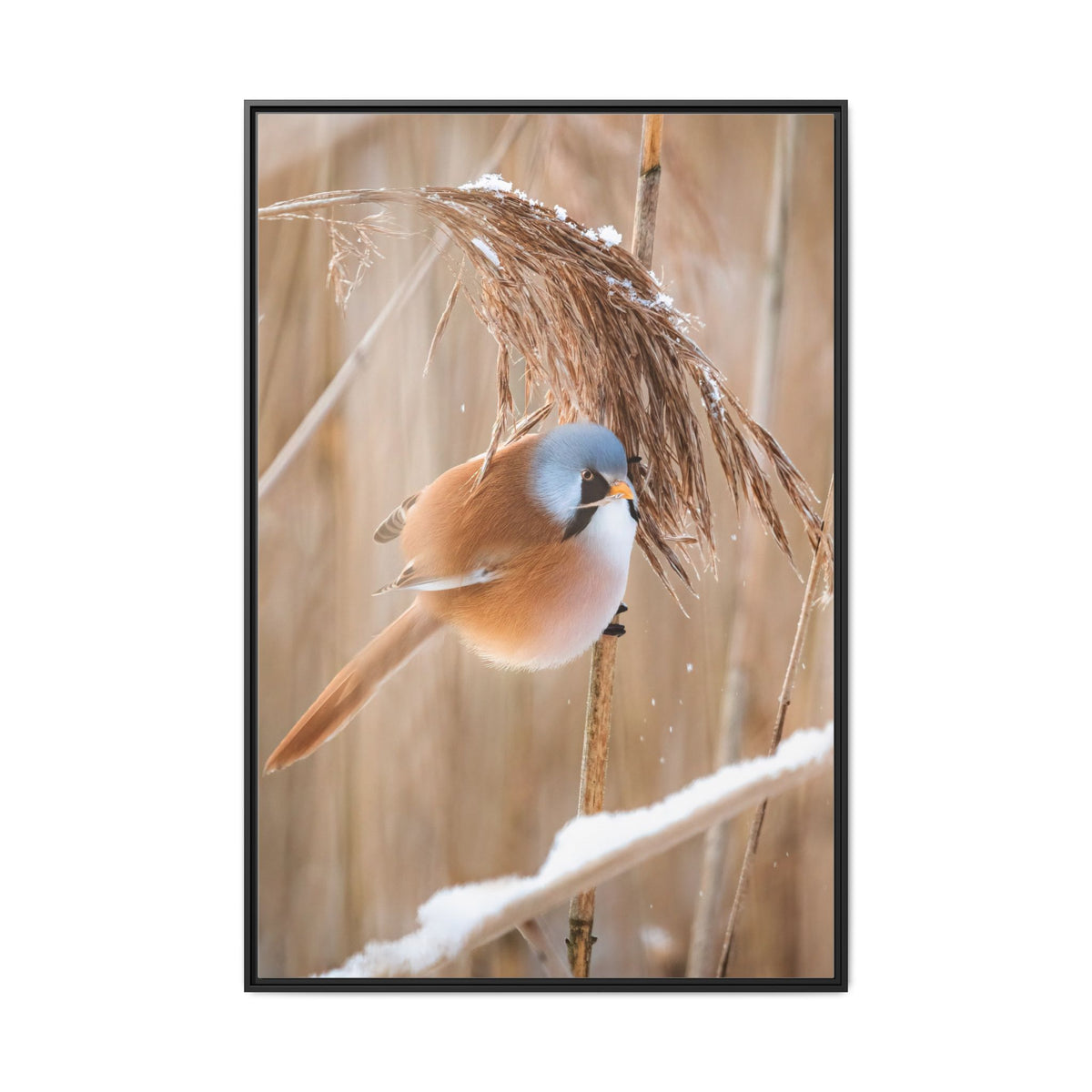 Framed Matte Canvas - Bearded Reedling Bird Photography (Winter Marsh)
